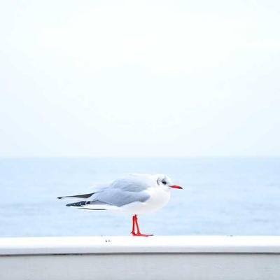 Tidewater Climate Trust